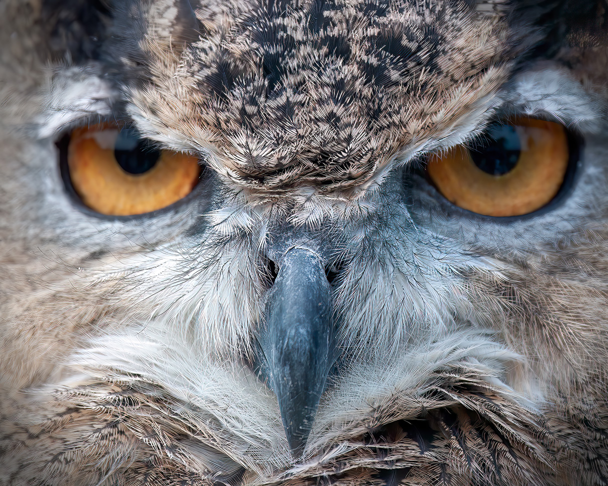 Owl Stare