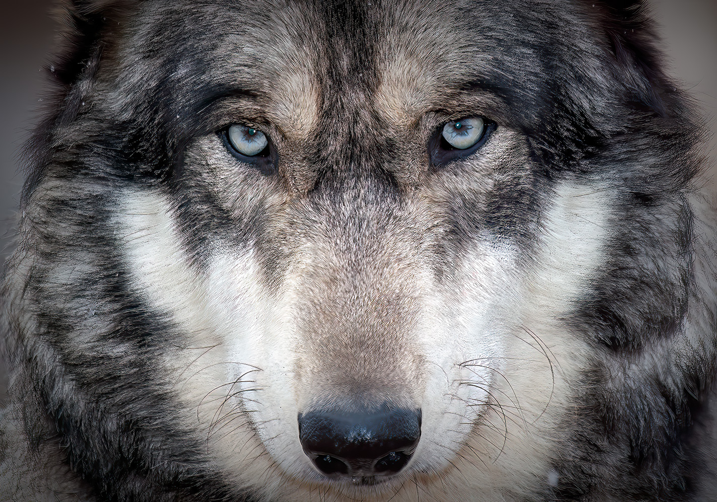 Blue Eye Wolf